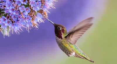 Attracting Hummingbirds to Your Garden